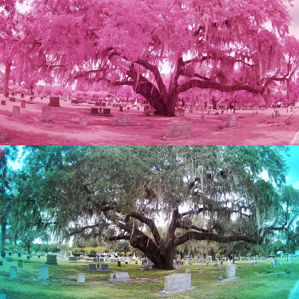 product sample photo